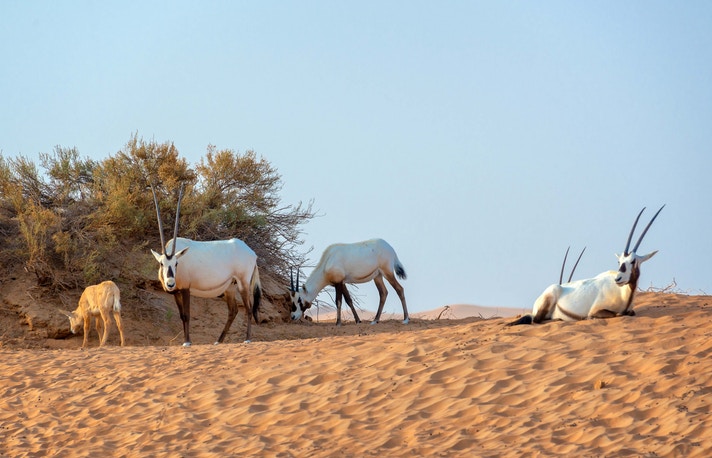 Dubai Desert Safari - Desert Wildlife